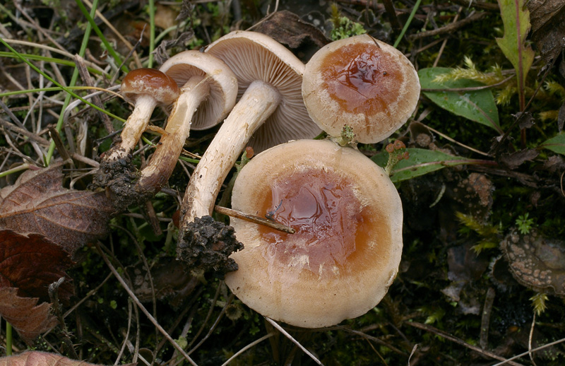 Hebeloma mesophaeum